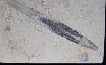 Hibolithes sp. (MONTFORT 1808) - Bild &copy; FossNet FossilienStore